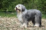 BEARDED COLLIE 147